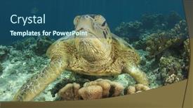  Presentation with sea coral - Beautiful presentation theme featuring green sea turtle and coral reef backdrop and a ocean colored foreground