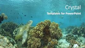  Presentation with sea coral - Colorful PPT theme enhanced with green sea turtle and coral reef backdrop and a teal colored foreground