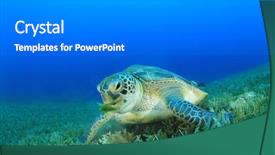  Presentation with turtle - PPT theme having green sea turtle chelonia mydas background and a  colored foreground