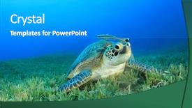  Presentation with sea green ribbon ovarian cancer - Audience pleasing slides consisting of green sea turtle chelonia mydas backdrop and a  colored foreground