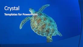  Presentation with sea green ribbon ovarian cancer - Presentation theme featuring green sea turtle chelonia mydas background and a cobalt blue colored foreground