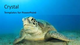  Presentation with turtle - Amazing PPT layouts having green sea turtle chelonia mydas backdrop and a light gray colored foreground