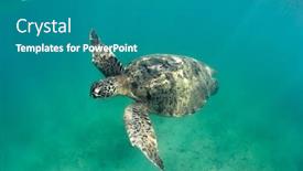  Presentation with turtle - PPT theme having green-sea-turtle-chelonia-mydas background and a teal colored foreground