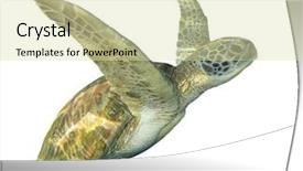  Presentation with turtle - Presentation theme consisting of green sea turtle chelonia mydas background and a soft green colored foreground
