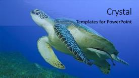  Presentation with sea green ribbon ovarian cancer - Colorful PPT layouts enhanced with green sea turtle chelonia mydas backdrop and a light blue colored foreground