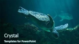  Presentation with turtle - Colorful PPT theme enhanced with green-sea-turtle-chelonia-mydas backdrop and a forest green colored foreground