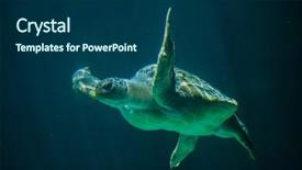  Presentation with turtle - Amazing PPT layouts having green-sea-turtle-chelonia-mydas backdrop and a ocean colored foreground