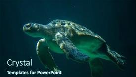  Presentation with turtle - Presentation having green-sea-turtle-chelonia-mydas background and a navy blue colored foreground
