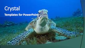 Presentation with turtle - Slide deck featuring green sea turtle chelonia mydas background and a gray colored foreground