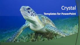  Presentation with turtle - PPT theme featuring green sea turtle chelonia mydas background and a cobalt blue colored foreground
