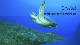  Presentation with sea green ribbon ovarian cancer - Amazing PPT theme having green sea turtle chelonia mydas backdrop and a light blue colored foreground