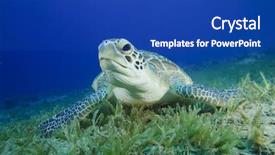  Presentation with turtle - Amazing PPT layouts having green sea turtle chelonia mydas backdrop and a ocean colored foreground