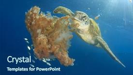  Presentation with jellyfish - Slide deck enhanced with green sea turtle feeds background and a ocean colored foreground