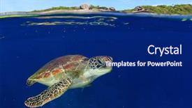  Presentation with turtle - PPT theme consisting of green sea turtle half background and a navy blue colored foreground