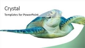  Presentation with green and white - Presentation theme featuring green sea turtle isolated background and a white colored foreground