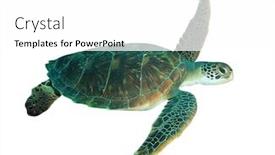  Presentation with white green - Presentation having green-sea-turtle-isolated background and a white colored foreground
