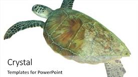  Presentation with turtle - Slide deck consisting of green sea turtle isolated background and a white colored foreground