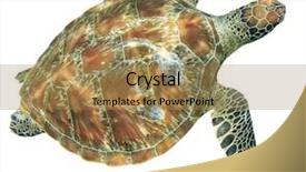  Presentation with turtle - Cool new presentation theme with green sea turtle isolated backdrop and a coral colored foreground