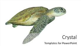  Presentation with turtle - Cool new PPT layouts with green sea turtle isolated backdrop and a white colored foreground