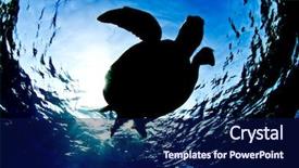  Presentation with turtle - Slide deck enhanced with green sea turtle on surface background and a navy blue colored foreground