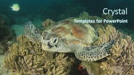  Presentation with sea coral - Audience pleasing PPT theme consisting of green sea turtle rests on coral reef backdrop and a ocean colored foreground
