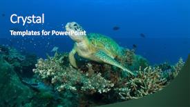  Presentation with sea coral - Presentation featuring bonaire - green sea turtle rests background and a teal colored foreground