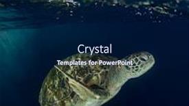  Presentation with turtle - Slides enhanced with green-sea-turtle-rises background and a navy blue colored foreground