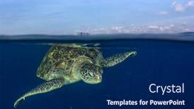  Presentation with turtle - PPT theme featuring green-sea-turtle-rises background and a navy blue colored foreground