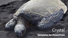  Presentation with turtle - Audience pleasing presentation design consisting of green-sea-turtle-suns-itself backdrop and a dark gray colored foreground