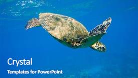  Presentation with turtle - PPT theme consisting of green sea turtle swimming background and a  colored foreground