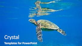  Presentation with turtle - PPT theme having green sea turtle swimming background and a teal colored foreground