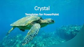  Presentation with turtle - Theme featuring green sea turtle swimming background and a teal colored foreground
