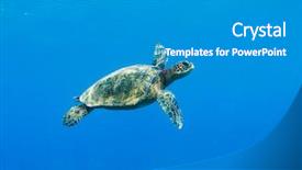  Presentation with under water - PPT theme with green sea turtle under water background and a gray colored foreground