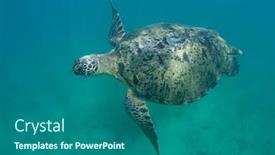  Presentation with turtle - PPT theme featuring green-sea-turtle-underwater-photo background and a ocean colored foreground