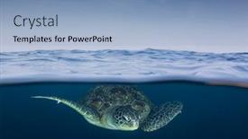  Presentation with turtle - PPT layouts enhanced with green-sea-turtle-underwater background and a light blue colored foreground