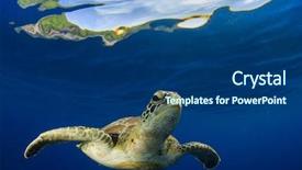  Presentation with paradise island - Presentation theme with green sea turtle underwater background and a ocean colored foreground