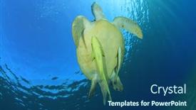  Presentation with fish turtle - Slides consisting of green sea turtle with remora fish in the ocean background and a ocean colored foreground