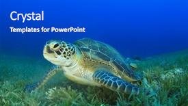  Presentation with turtle - PPT theme having green sea turtle background and a dark gray colored foreground