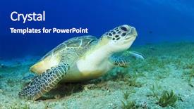  Presentation with turtle - Amazing slide set having green sea turtle backdrop and a royal blue colored foreground