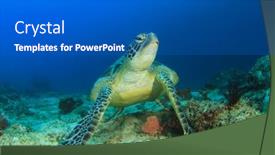  Presentation with turtle - Beautiful presentation theme featuring green-sea-turtle backdrop and a gray colored foreground