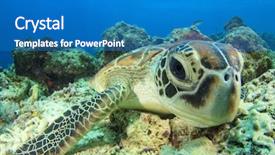  Presentation with turtle - Presentation theme consisting of green sea turtle background and a teal colored foreground