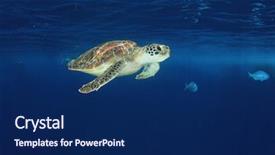  Presentation with turtle - PPT theme with green sea turtle background and a navy blue colored foreground