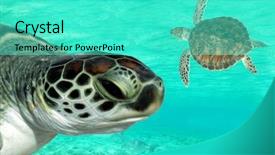  Presentation with caribbean - Slide set consisting of green sea turtles swimming background and a cyan colored foreground