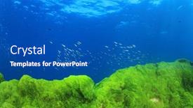  Presentation with green seaweed - Presentation consisting of green seaweed and blue ocean underwater background background and a ocean colored foreground