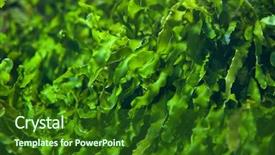  Presentation with marine - Cool new presentation with green seaweed ulva compressa marine backdrop and a forest green colored foreground