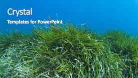  Presentation with green seaweed - Cool new presentation design with green seaweed underwater backdrop and a teal colored foreground