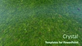  Presentation with tide - Cool new presentation theme with green-seaweeds-tide-overgrowth-background backdrop and a tawny brown colored foreground