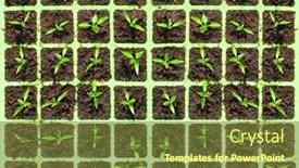  Presentation with seedling - Audience pleasing slide set consisting of green-seedling-box-with-young backdrop and a tawny brown colored foreground