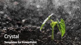 Presentation with seedling - PPT theme enhanced with green seedling growing background and a dark gray colored foreground