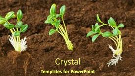  Presentation with seedling - 